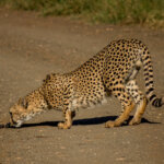 Cheetah (Acinonyx jubatus) @ Thanda Private Game Reserve, South Africa. Photo: Håvard Rosenlund