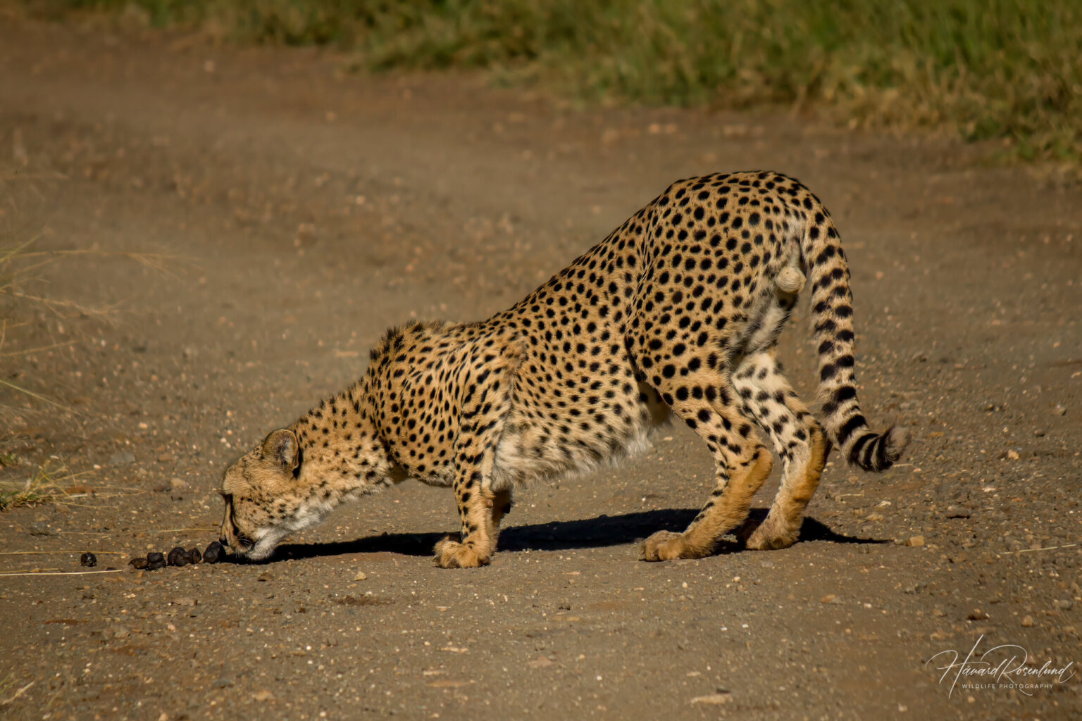 Cheetah (Acinonyx jubatus) @ Thanda Private Game Reserve, South Africa. Photo: Håvard Rosenlund