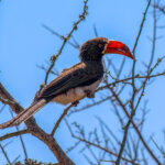 Crowned Hornbill (Lophoceros alboterminatus) @ Tembe Elephant Park, South Africa. Photo: Håvard Rosenlund