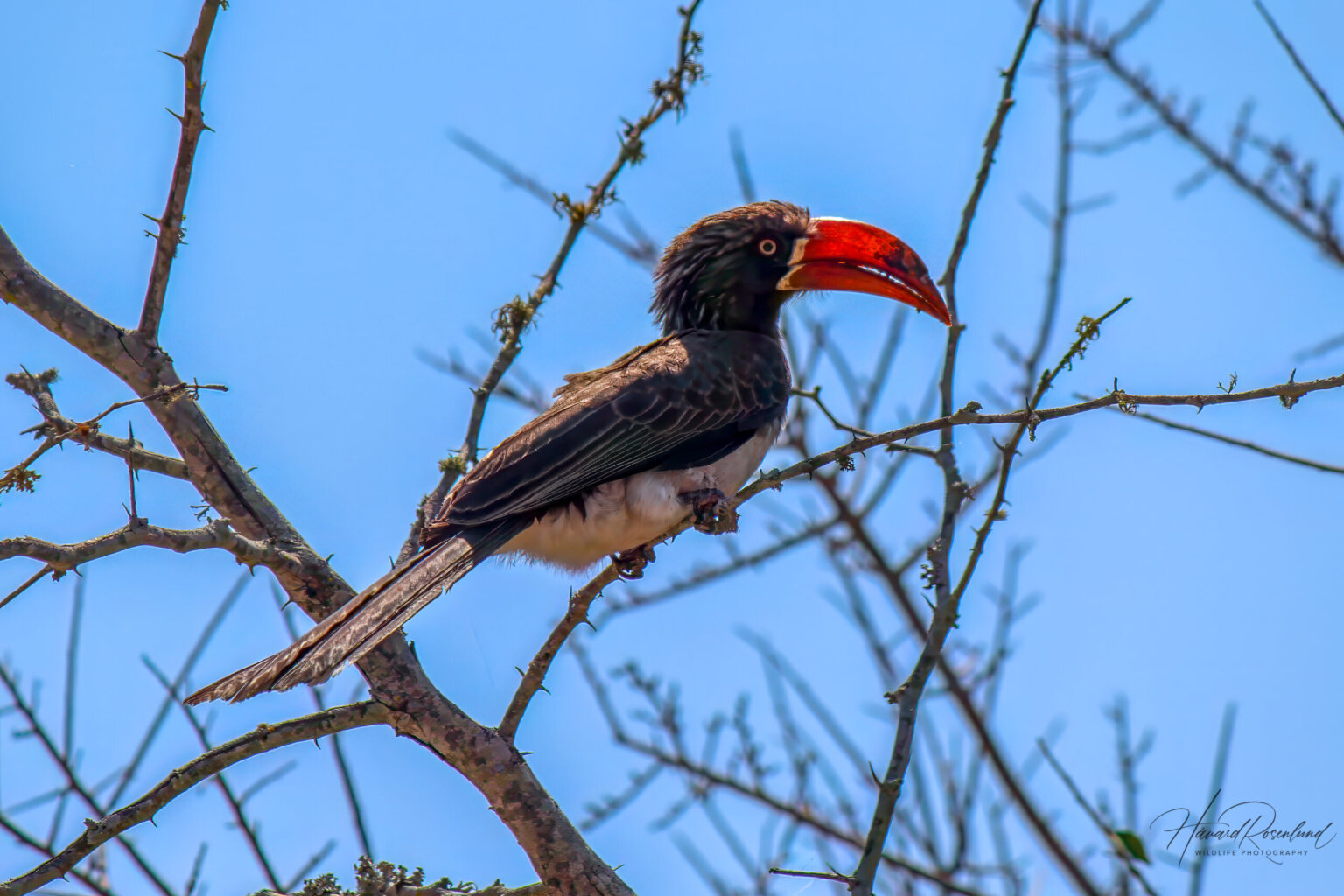 Crowned Hornbill (Lophoceros alboterminatus) @ Tembe Elephant Park, South Africa. Photo: Håvard Rosenlund