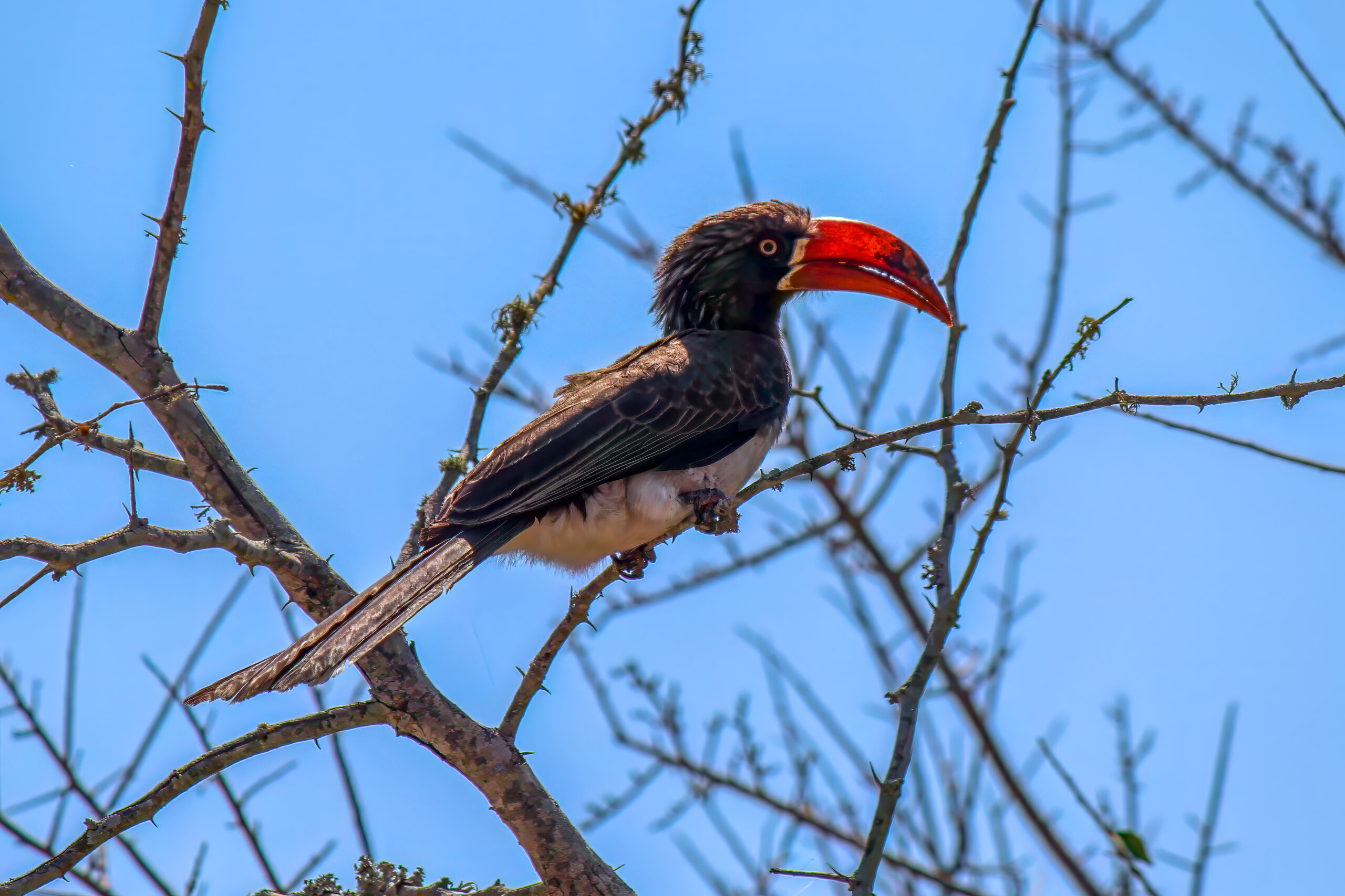 Bantutoko (Lophoceros alboterminatus) @ Tembe Elephant Park, Sør-Afrika. Foto: Håvard Rosenlund