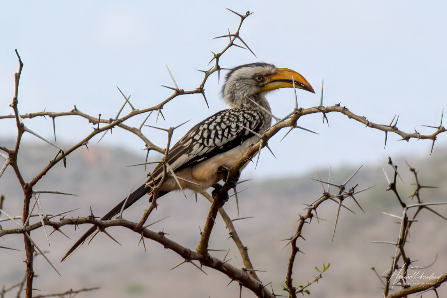 Southern Yellow-billed Hornbill (Tockus leucomelas) @ Thanda Private Game Reserve, South Africa. Photo: Håvard Rosenlund