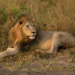 Lion (Panthera leo) @ Thanda Game Reserve, South Africa. Photo: Håvard Rosenlund