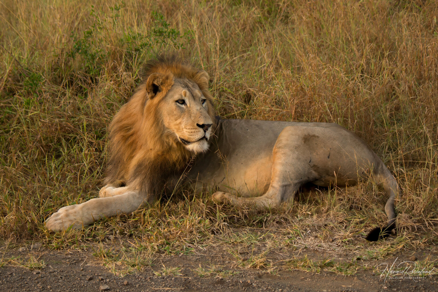 Lion (Panthera leo) @ Thanda Game Reserve, South Africa. Photo: Håvard Rosenlund