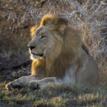 Lion (Panthera leo) @ Tembe Elephant Park, South Africa. Photo: Håvard Rosenlund