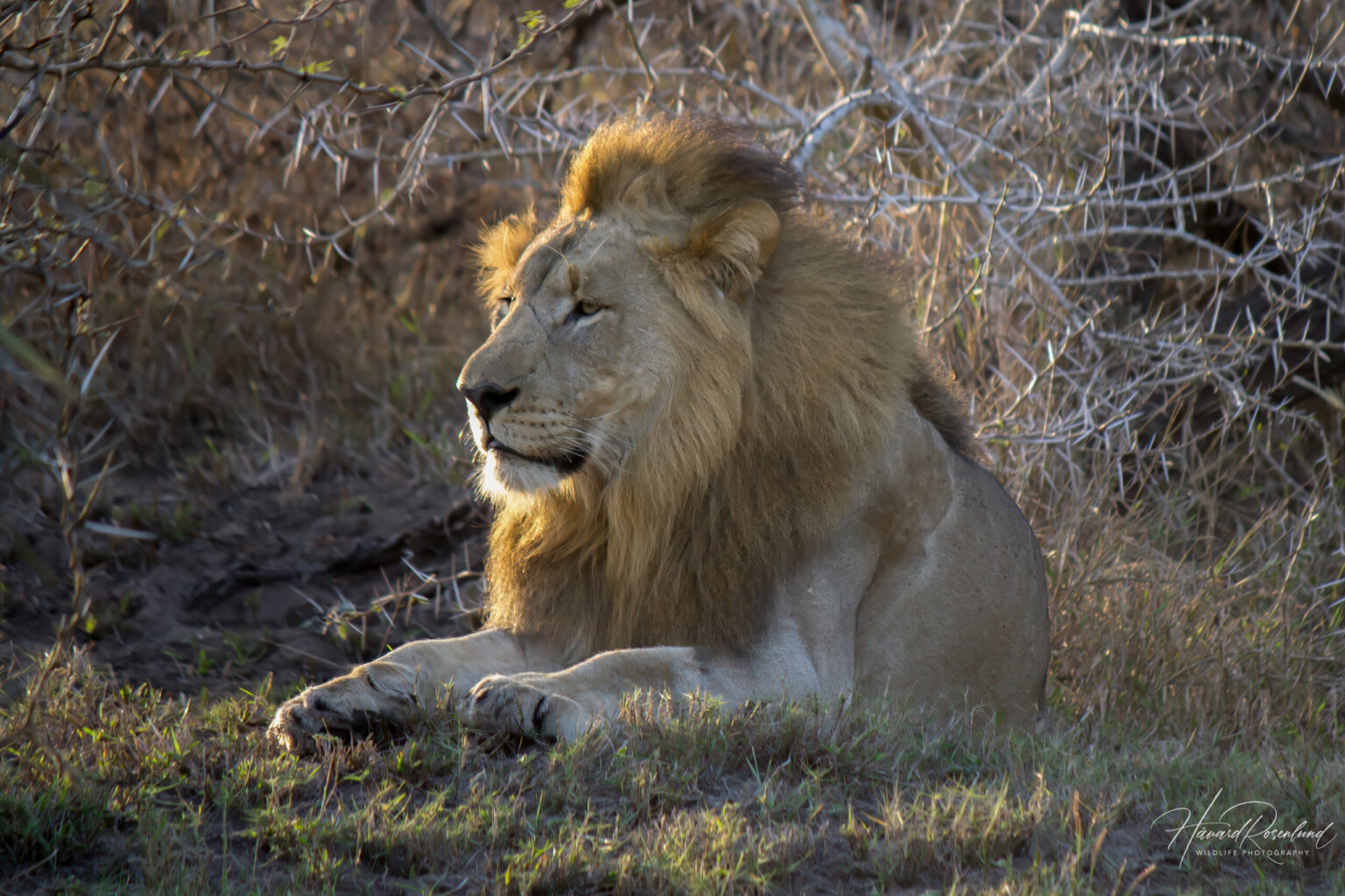 Lion (Panthera leo) @ Tembe Elephant Park, South Africa. Photo: Håvard Rosenlund