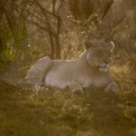 Lioness (Panthera leo) @ Tembe Elephant Park, South Africa. Photo: Håvard Rosenlund