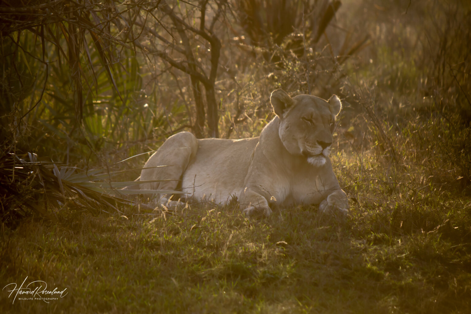 Lioness (Panthera leo) @ Tembe Elephant Park, South Africa. Photo: Håvard Rosenlund