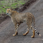 Cheetah (Acinonyx jubatus) @ Thanda Private Game Reserve, South Africa. Photo: Håvard Rosenlund