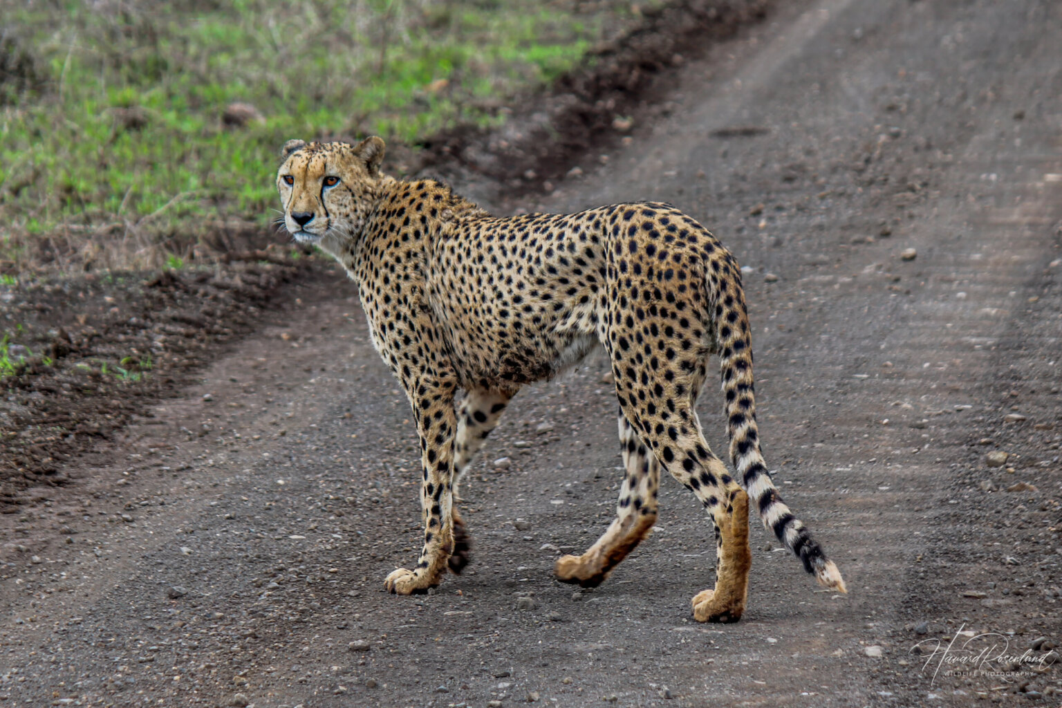 Cheetah (Acinonyx jubatus) @ Thanda Private Game Reserve, South Africa. Photo: Håvard Rosenlund