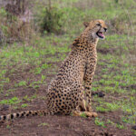 Cheetah (Acinonyx jubatus) @ Thanda Private Game Reserve, South Africa. Photo: Håvard Rosenlund