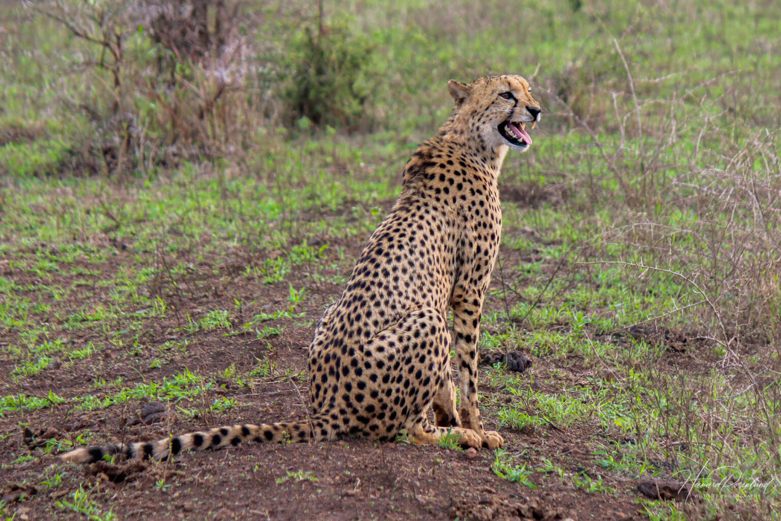 Cheetah (Acinonyx jubatus) @ Thanda Private Game Reserve, South Africa. Photo: Håvard Rosenlund