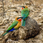 White-fronted Bee-eater (Merops bullockoides) @ Hluhluwe-iMfolozi Park, South Africa. Photo: Håvard Rosenlund