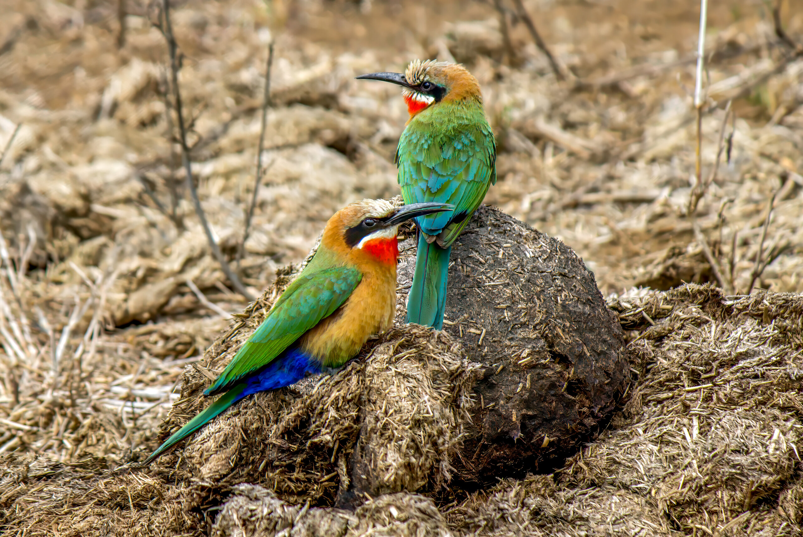 Hvitpannebieter (Merops bullockoides) @ Hluhluwe-iMfolozi Park, Sør-Afrika. Foto: Håvard Rosenlund