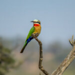 White-fronted Bee-eater (Merops bullockoides) @ Hluhluwe-iMfolozi Park, South Africa. Photo: Håvard Rosenlund