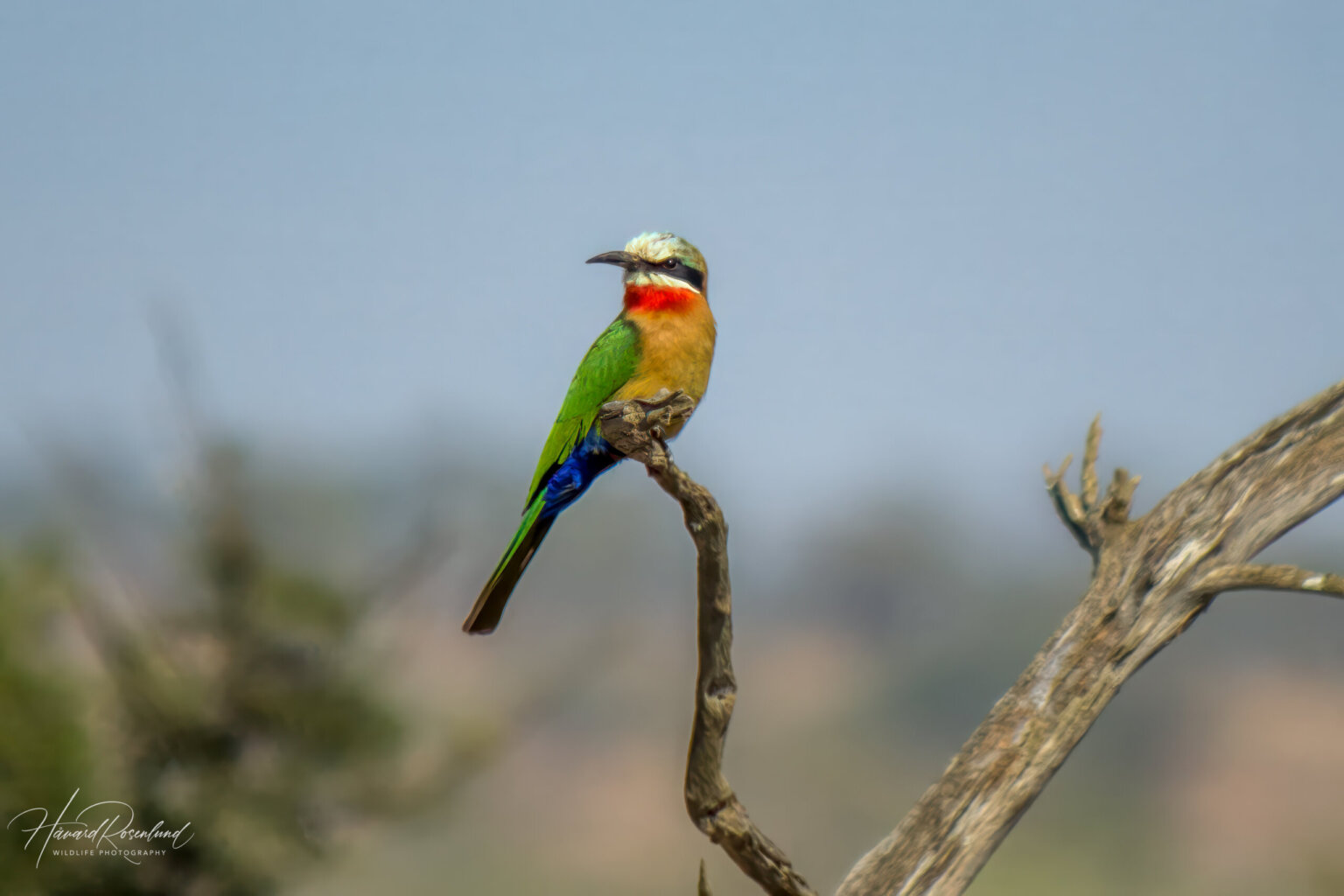 White-fronted Bee-eater (Merops bullockoides) @ Hluhluwe-iMfolozi Park, South Africa. Photo: Håvard Rosenlund