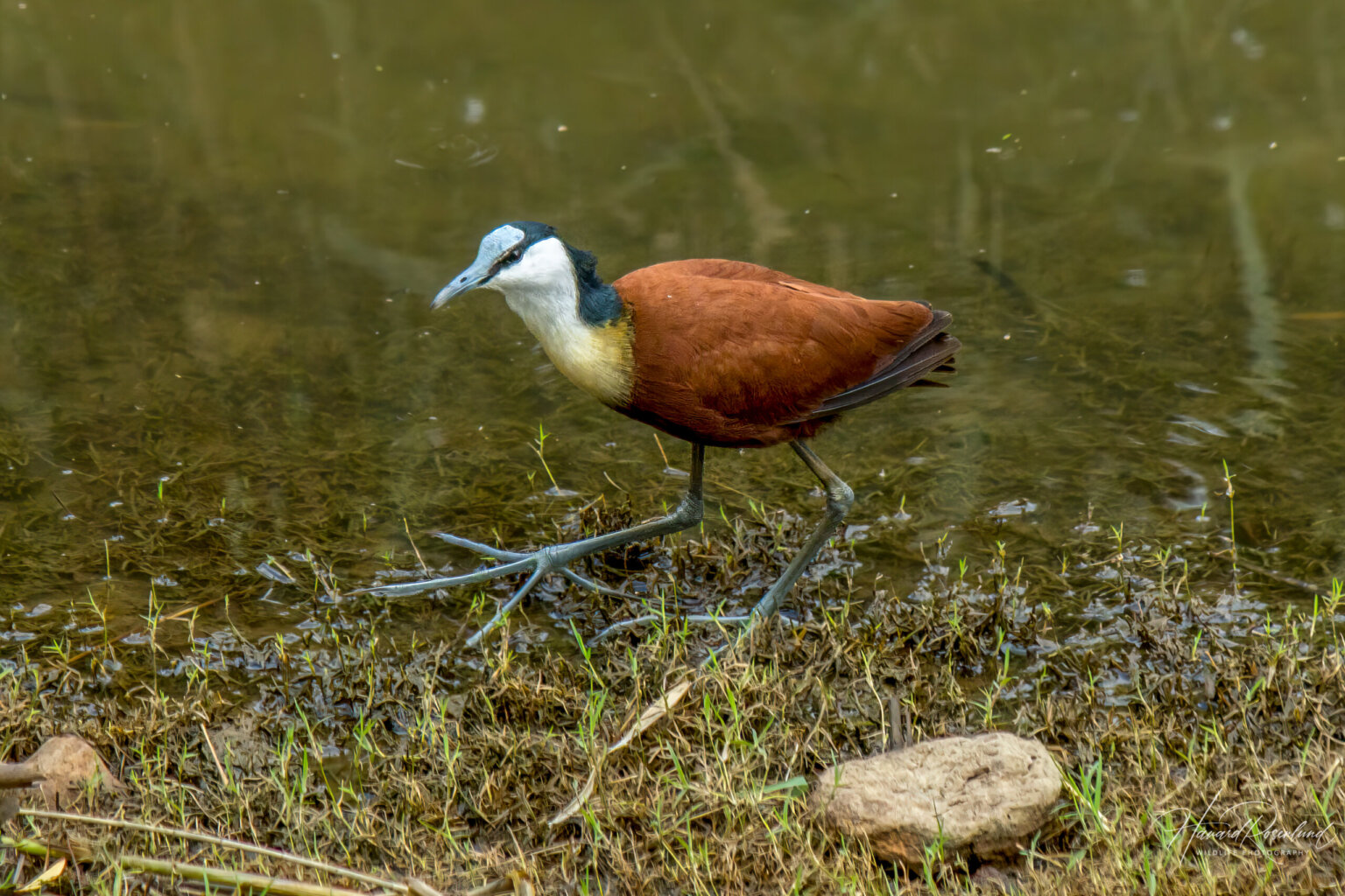 Afrikabladhøne (Actophilornis africanus) @ Ndumo Game Reserve, Sør-Afrika. Foto: Håvard Rosenlund