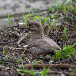 Water Thick-knee (Burhinus vermiculatus) @ Eastern Shores - iSimangaliso Wetland Park, South Africa. Photo: Håvard Rosenlund