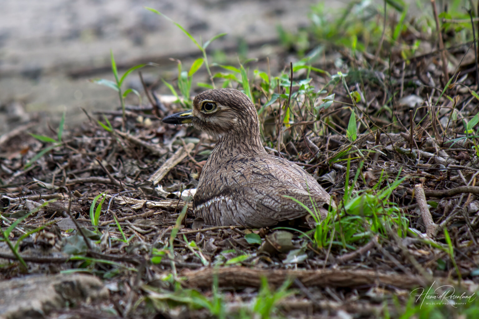 Water Thick-knee (Burhinus vermiculatus) @ Eastern Shores - iSimangaliso Wetland Park, South Africa. Photo: Håvard Rosenlund