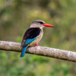 Brown-hooded Kingfisher (Halcyon albiventris) @ Eastern Shores - iSimangaliso Wetland Park, South Africa. Photo: Håvard Rosenlund