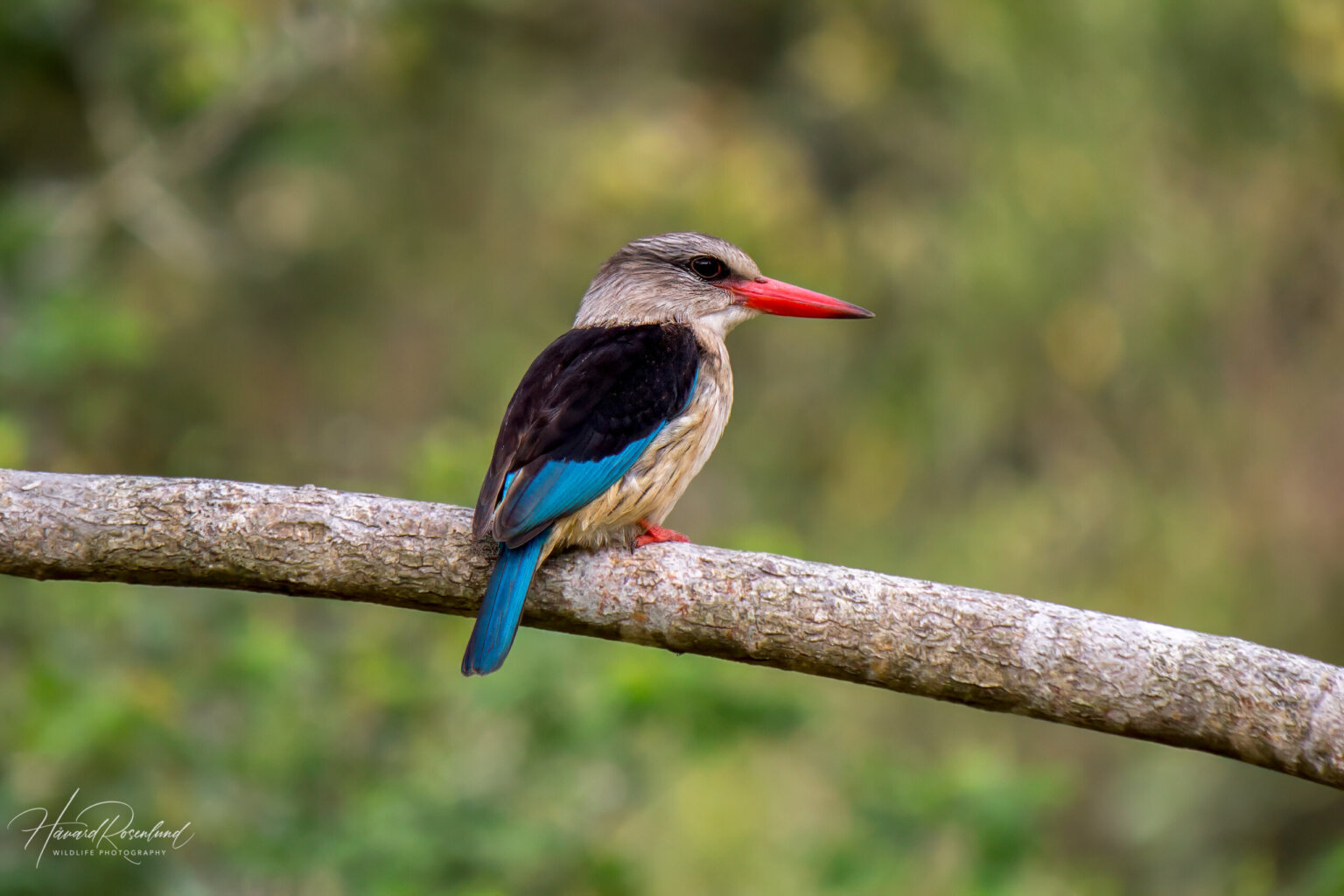 Brown-hooded Kingfisher (Halcyon albiventris) @ Eastern Shores - iSimangaliso Wetland Park, South Africa. Photo: Håvard Rosenlund