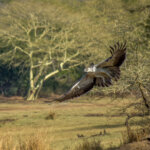 Kampørn (Polemaetus bellicosus) - Ungfugl @ Ndumo Game Reserve, Sør-Afrika. Foto: Håvard Rosenlund