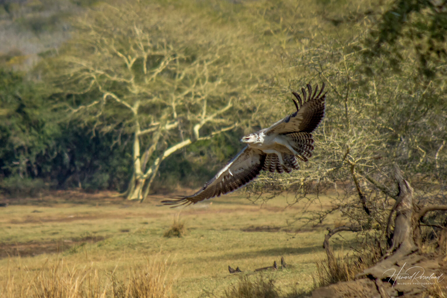 Kampørn (Polemaetus bellicosus) - Ungfugl @ Ndumo Game Reserve, Sør-Afrika. Foto: Håvard Rosenlund