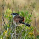 Burchell's Coucal (Centropus burchellii) @ Eastern Shores - iSimangaliso Wetland Park, South Africa. Photo: Håvard Rosenlund