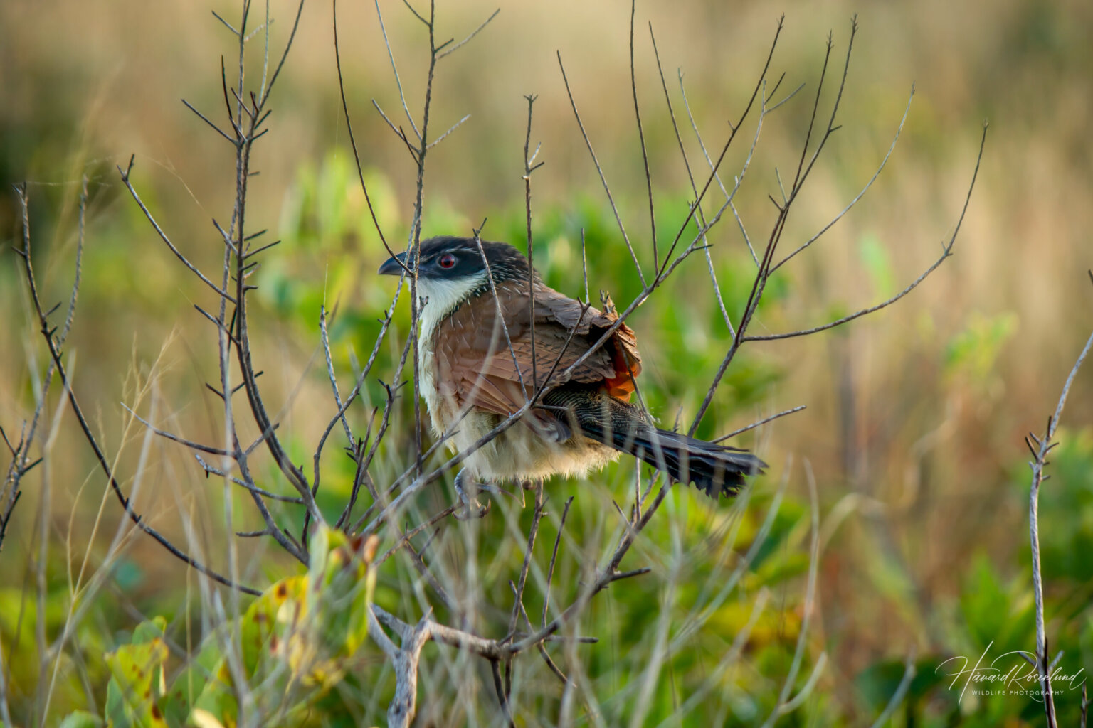 Burchell's Coucal (Centropus burchellii) @ Eastern Shores - iSimangaliso Wetland Park, South Africa. Photo: Håvard Rosenlund