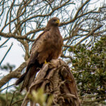 Yellow-billed Kite (Milvus aegyptius) @ Eastern Shores - iSimangaliso Wetland Park, South Africa. Photo: Håvard Rosenlund