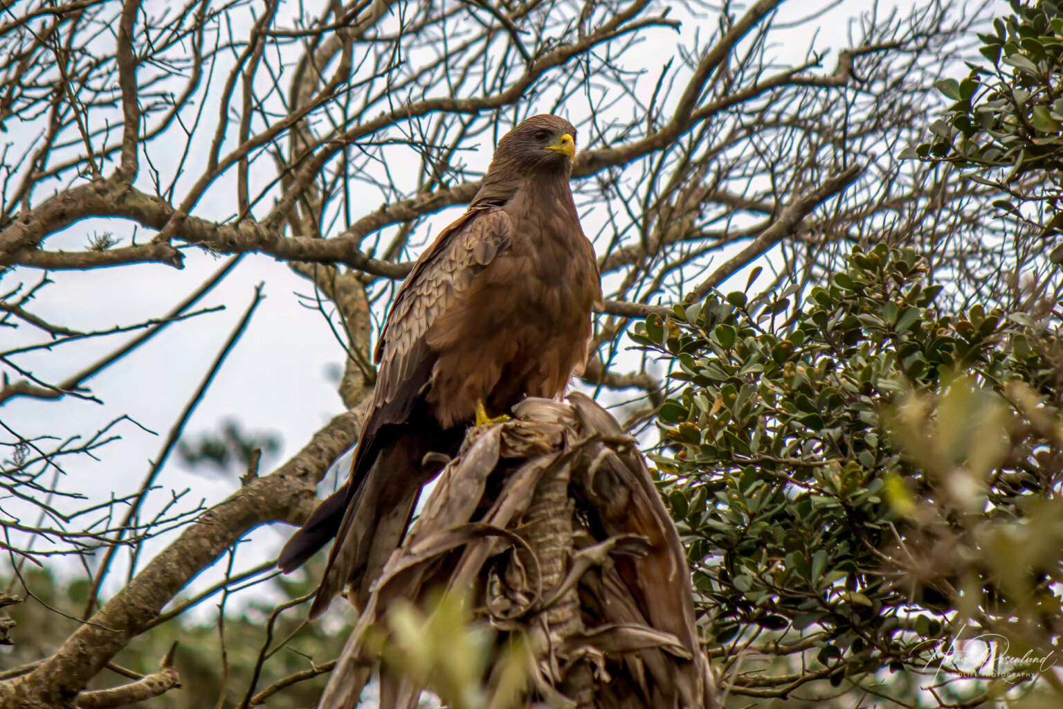 Yellow-billed Kite (Milvus aegyptius) @ Eastern Shores - iSimangaliso Wetland Park, South Africa. Photo: Håvard Rosenlund