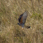 African Cuckoo-Hawk (Aviceda cuculoides) @ Eastern Shores - iSimangaliso Wetland Park, South Africa. Photo: Håvard Rosenlund
