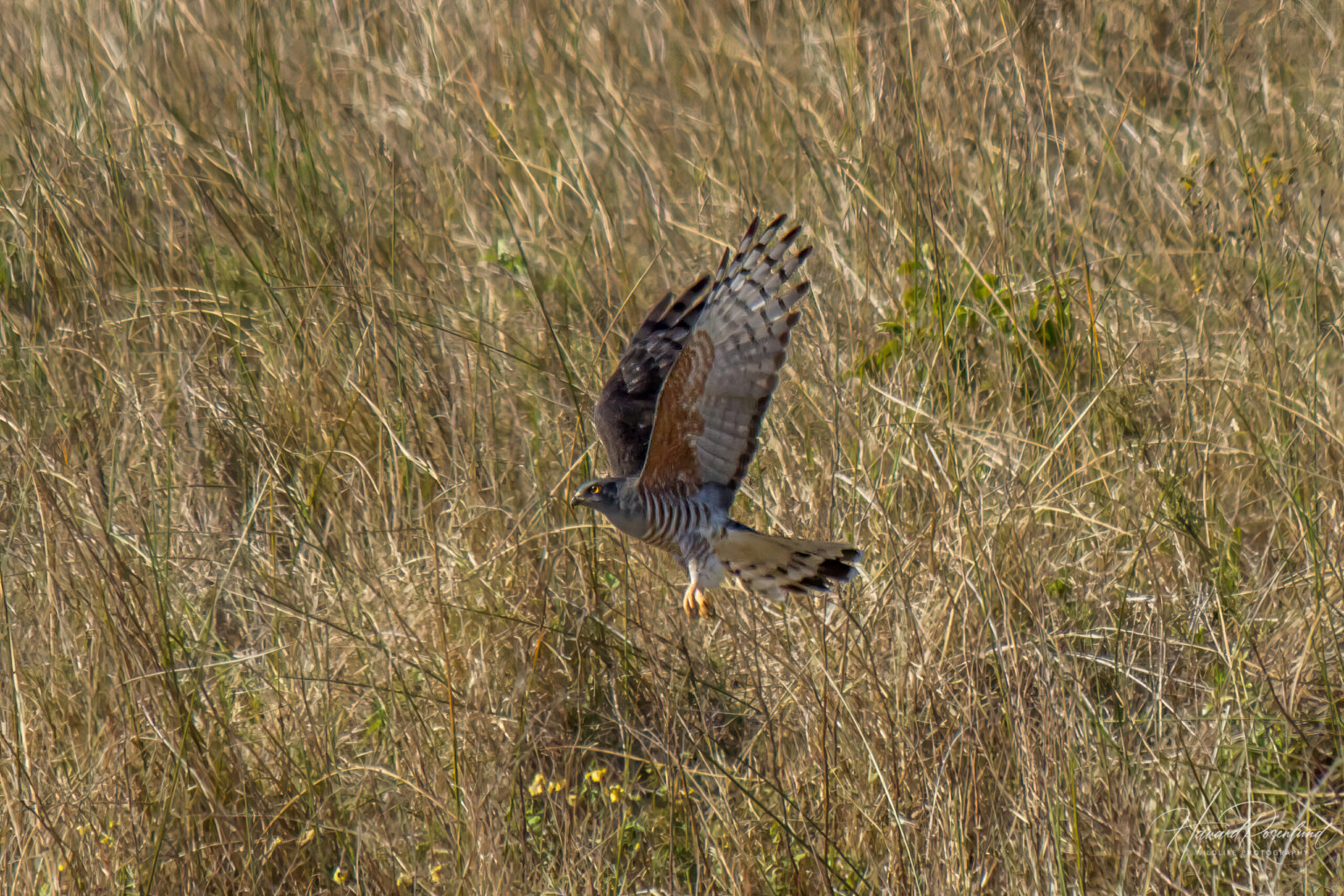 African Cuckoo-Hawk (Aviceda cuculoides) @ Eastern Shores - iSimangaliso Wetland Park, South Africa. Photo: Håvard Rosenlund