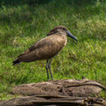 Hamerkop (Scopus umbretta) @ Ndumo Game Reserve, South Africa. Photo: Håvard Rosenlund