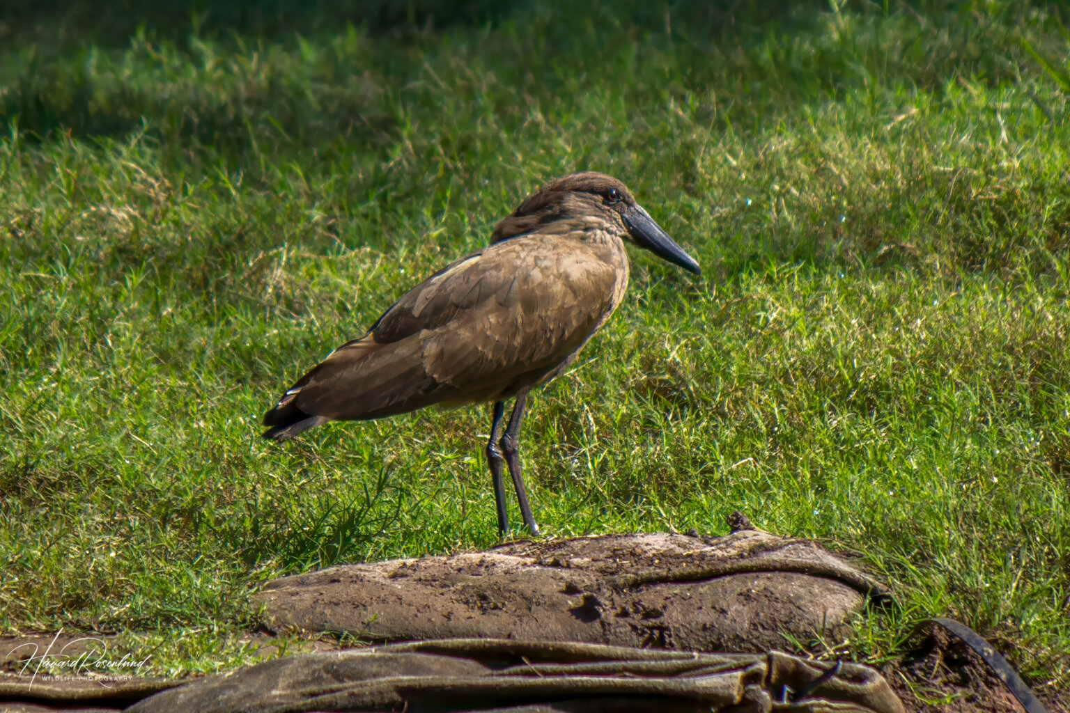 Hamerkop (Scopus umbretta) @ Ndumo Game Reserve, South Africa. Photo: Håvard Rosenlund