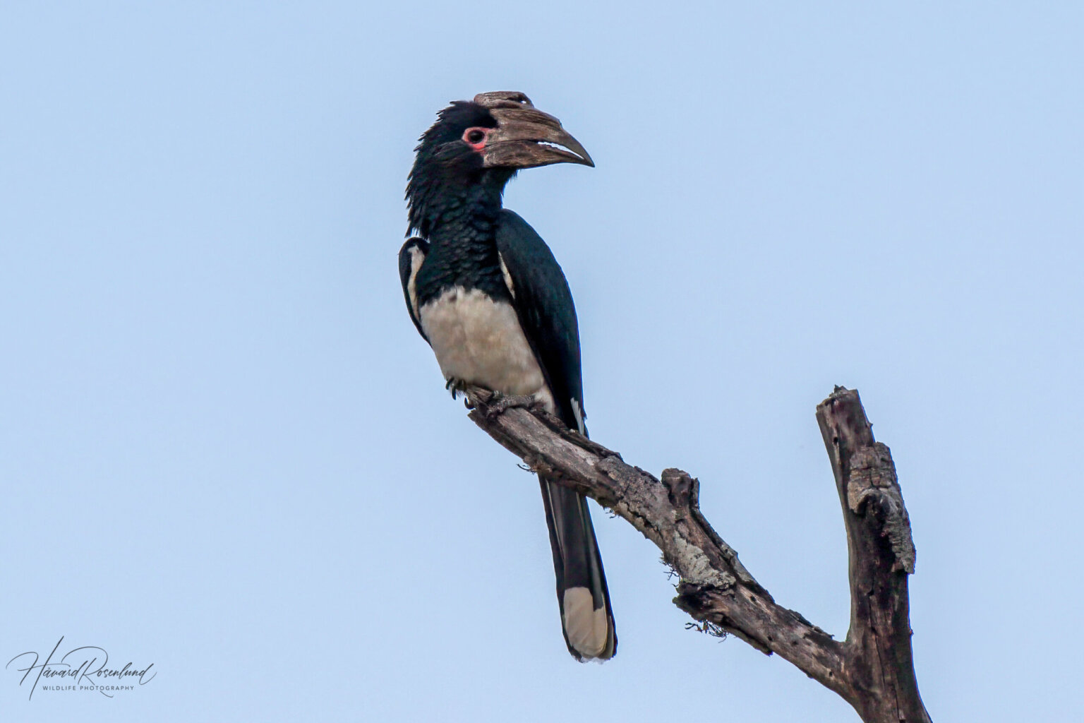 Trumpeter Hornbill (Bycanistes bucinator) @ Thanda Private Game Reserve, South Africa. Photo: Håvard Rosenlund