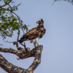 Kampørn (Polemaetus bellicosus) @ Tembe Elephant Park, Sør-Afrika. Foto: Håvard Rosenlund
