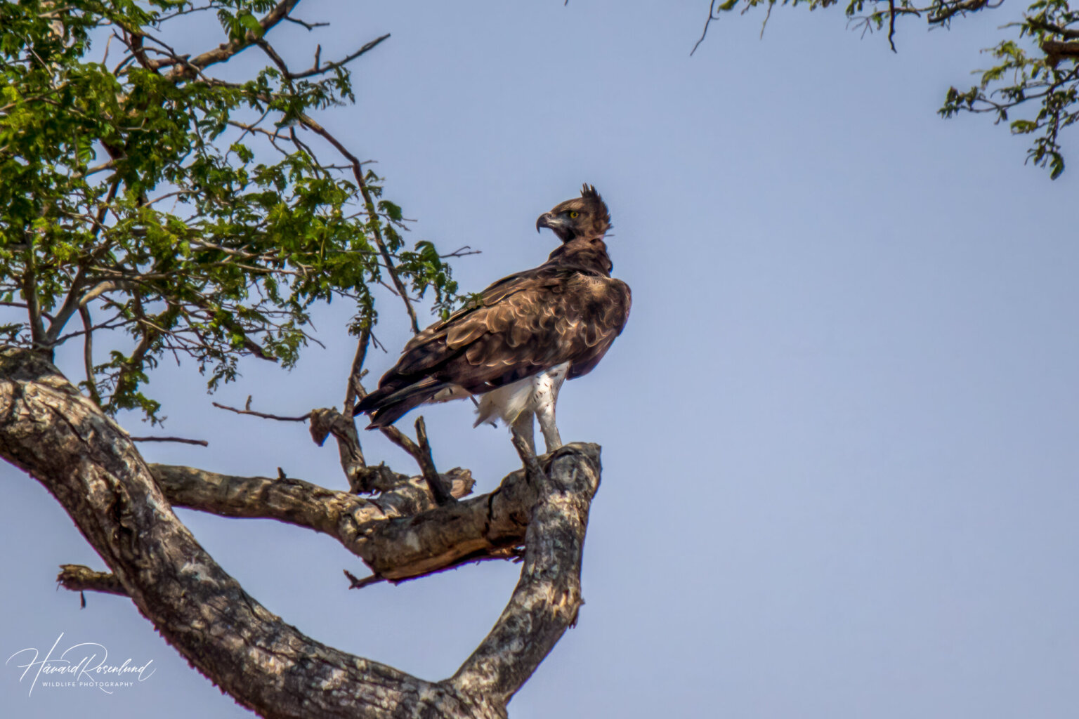 Kampørn (Polemaetus bellicosus) @ Tembe Elephant Park, Sør-Afrika. Foto: Håvard Rosenlund