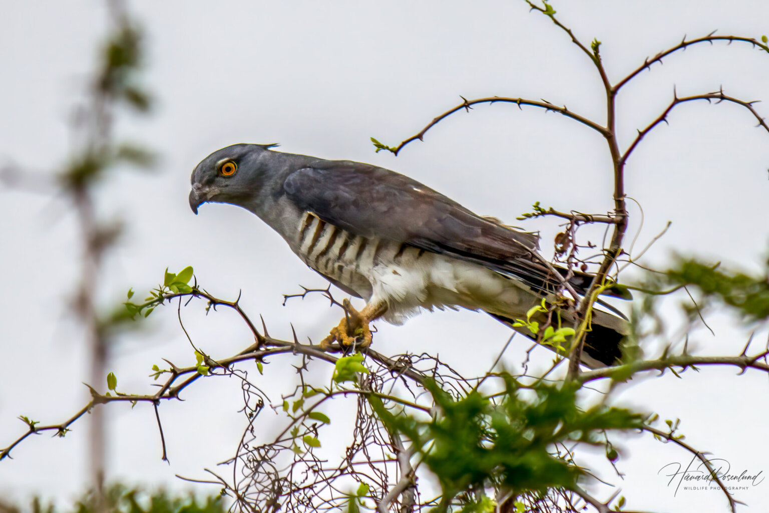 African Cuckoo-Hawk (Aviceda cuculoides) @ Tembe Elephant Park, South Africa. Photo: Håvard Rosenlund