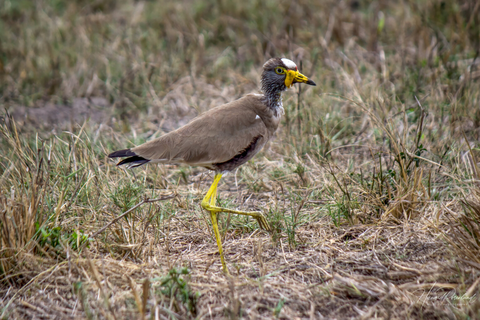 Wattled Lapwing (Vanellus senegallus) @ Tembe Elephant Park, South Africa. Photo: Håvard Rosenlund