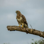 Steppe Buzzard (Buteo buteo vulpinus) @ Tembe Elephant Park, South Africa. Photo: Håvard Rosenlund