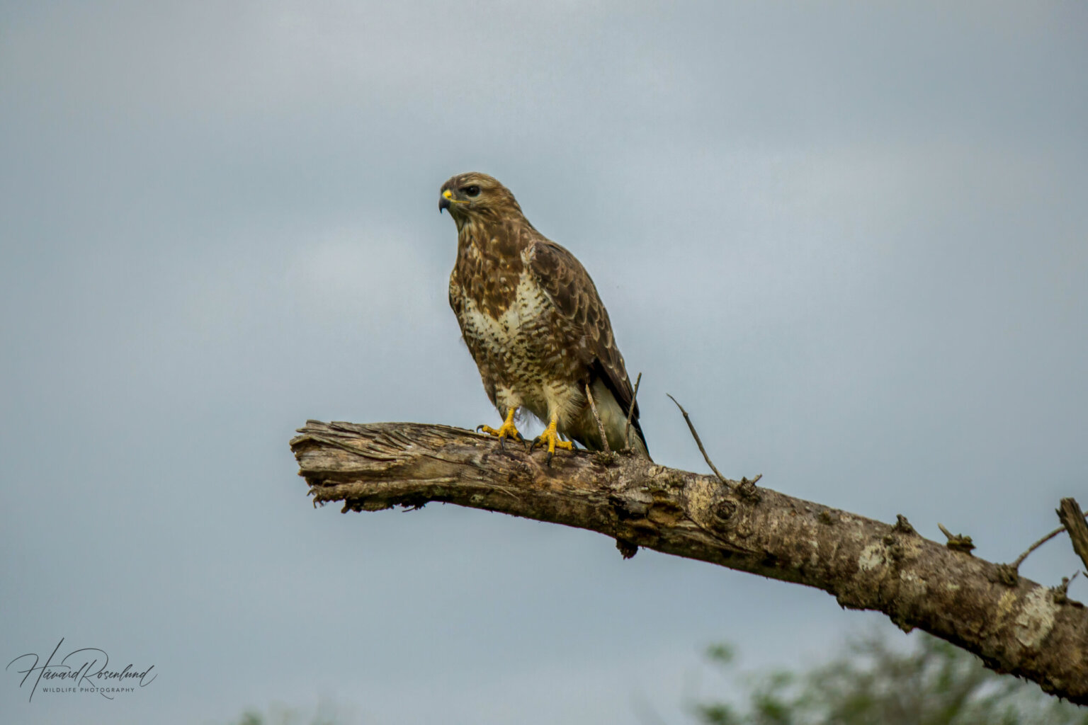 Steppe Buzzard (Buteo buteo vulpinus) @ Tembe Elephant Park, South Africa. Photo: Håvard Rosenlund
