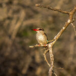 Brown-hooded Kingfisher (Halcyon albiventris) @ Tembe Elephant Park, South Africa. Photo: Håvard Rosenlund