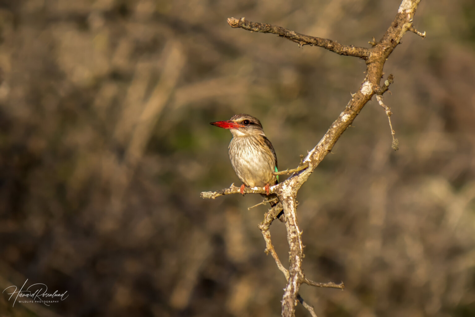 Brown-hooded Kingfisher (Halcyon albiventris) @ Tembe Elephant Park, South Africa. Photo: Håvard Rosenlund