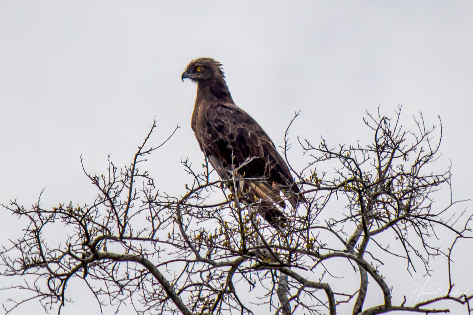 Brown Snake-Eagle (Circaetus cinereus) @ Tembe Elephant Park, South Africa. Photo: Håvard Rosenlund
