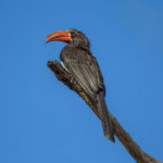 Crowned Hornbill (Lophoceros alboterminatus) @ Tembe Elephant Park, South Africa. Photo: Håvard Rosenlund