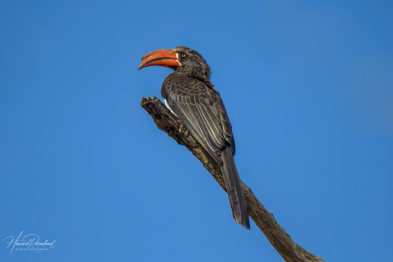 Crowned Hornbill (Lophoceros alboterminatus) @ Tembe Elephant Park, South Africa. Photo: Håvard Rosenlund