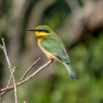 Little Bee-eater (Merops pusillus) @ Tembe Elephant Park, South Africa. Photo: Håvard Rosenlund