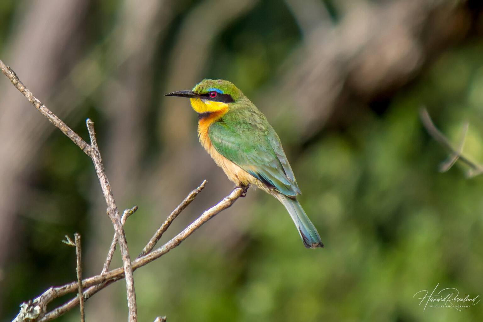 Little Bee-eater (Merops pusillus) @ Tembe Elephant Park, South Africa. Photo: Håvard Rosenlund