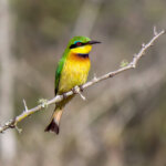 Little Bee-eater (Merops pusillus) @ Tembe Elephant Park, South Africa. Photo: Håvard Rosenlund